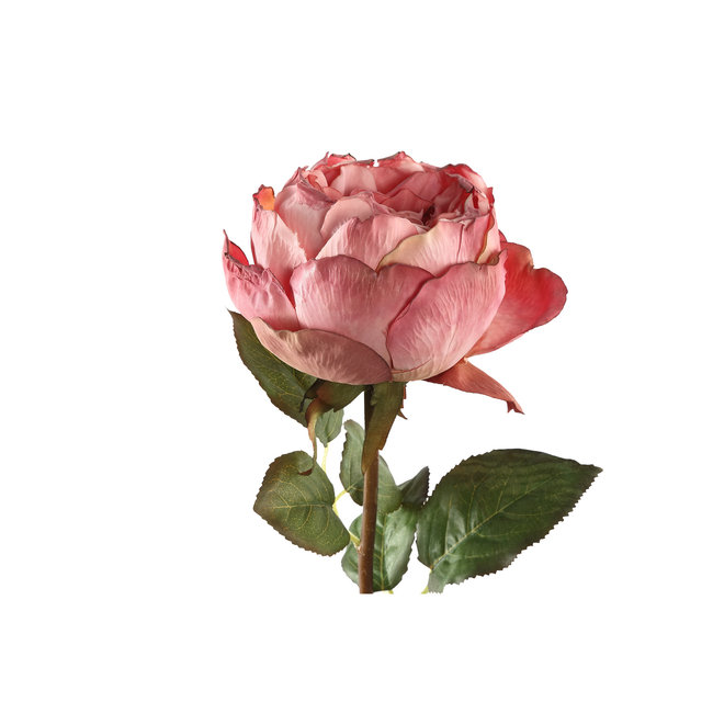 rose flower pink rose stem with leaves