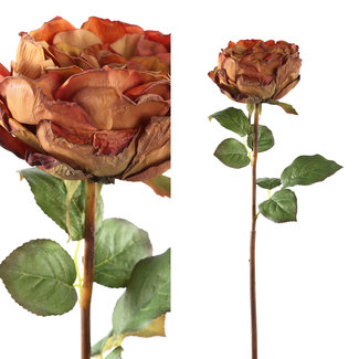 PTMD rose flower brown rose stem with leaves