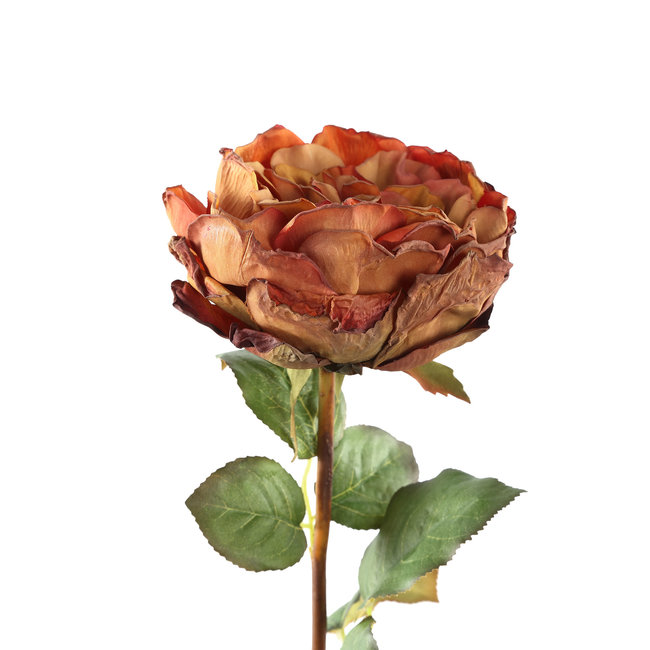 rose flower brown rose stem with leaves