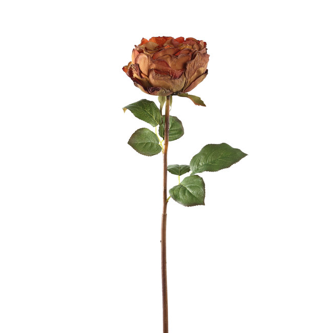 rose flower brown rose stem with leaves