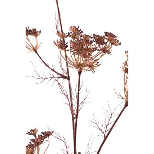twig plant brown large queen ann lace