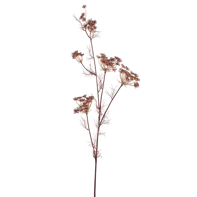 twig plant brown large queen ann lace