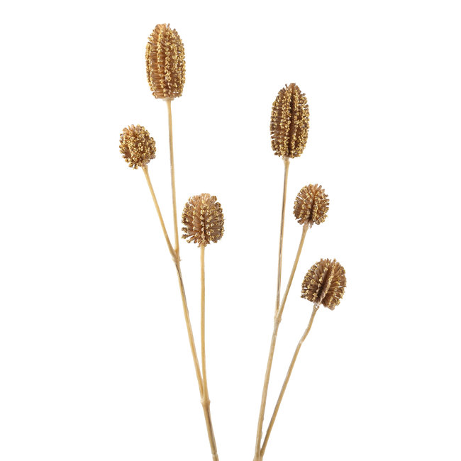 garden flower yellow brown gomphrena spray