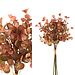 PTMD leaves plant orange eucalyptus bush