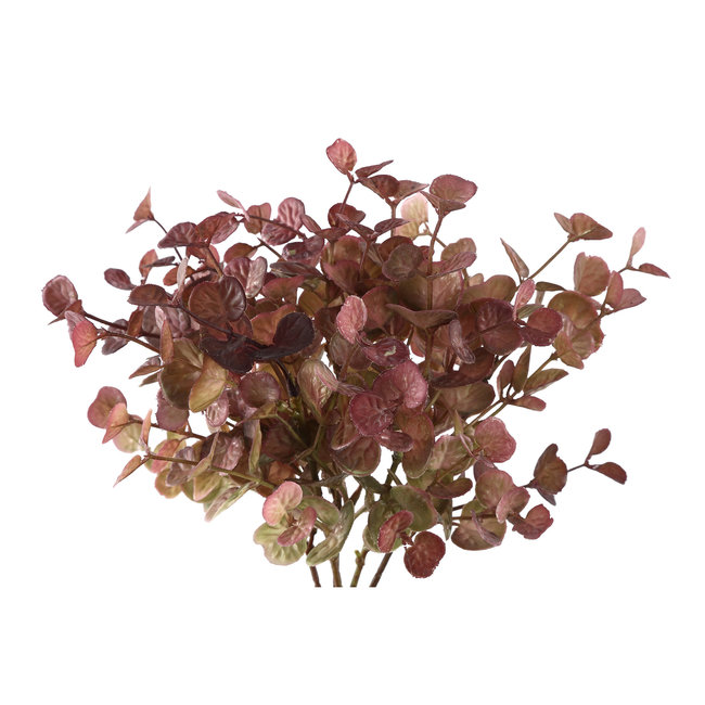 leaves plant purple eucalyptus bush