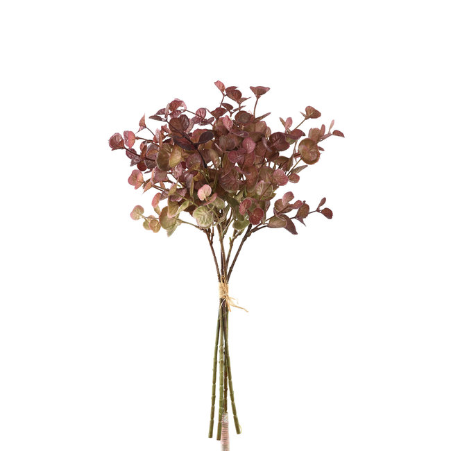 leaves plant purple eucalyptus bush