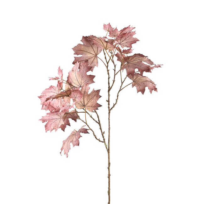 leaves plant light purple mapl leaves spray