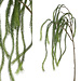 Twig plant groen hangende denneboomtak