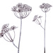 PTMD Leaves plant white snow queen annes lace spray