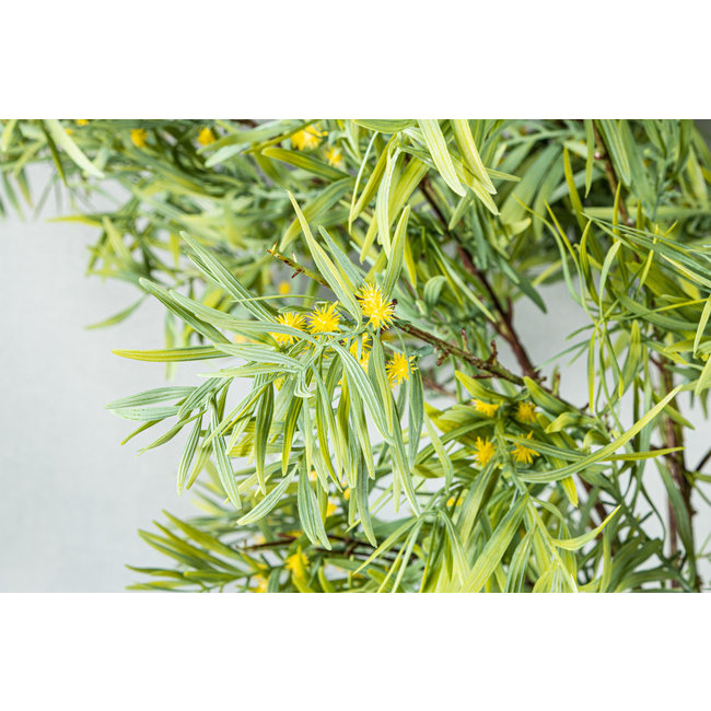 Leaves plant green mimosa leaves