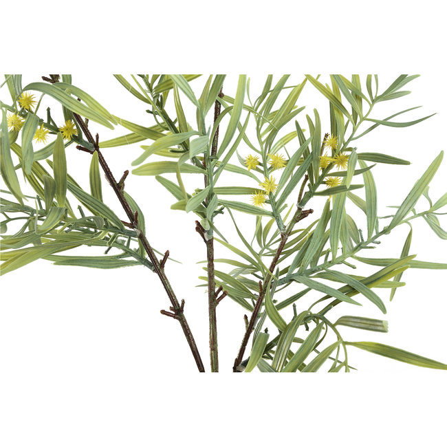 Leaves plant green mimosa leaves