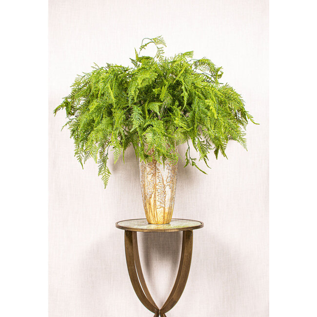 Fern plant green asparagus grass with figs