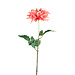PTMD Dahlia flower bright pink with leaves