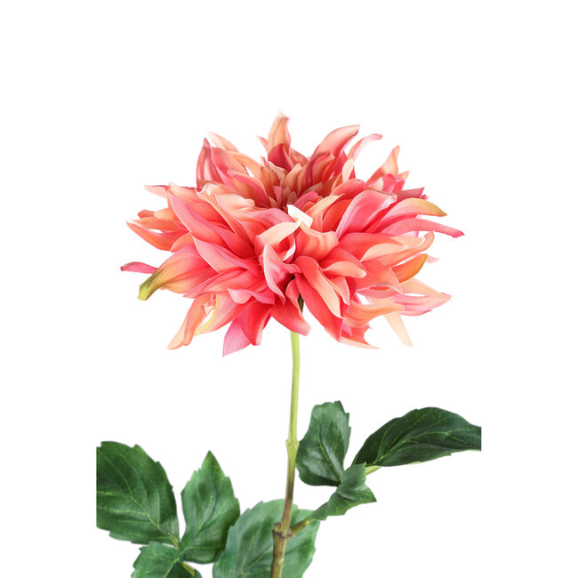 Dahlia flower bright pink with leaves