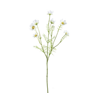 PTMD Garden flower white cosmos spray