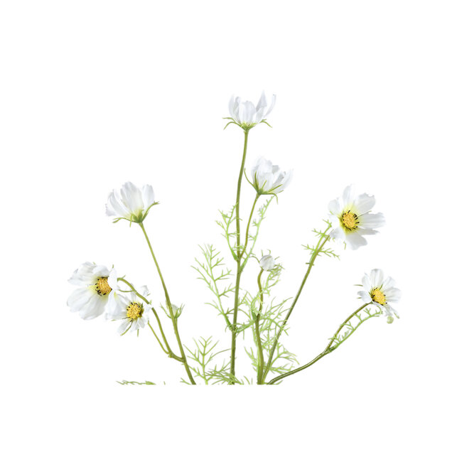 Garden flower white cosmos spray
