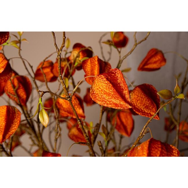 Garden flower orange lantern flower spray