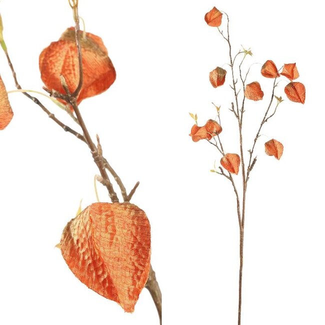 Garden flower orange lantern flower spray