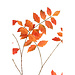 PTMD Leaves plant orange rhus typhina leaf spray