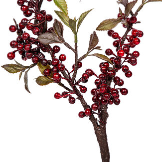 PTMD Berry plant burgundy spray with berries small