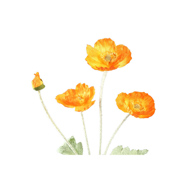 Poppy Flower Orange spray with 3 flowers and bud