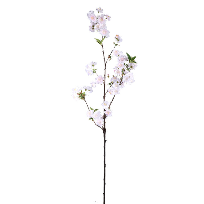Blossom Flower White plum blossom spray