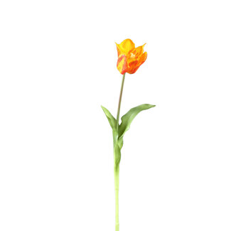 PTMD Tulip Flower Orange yellow tulip with leaves