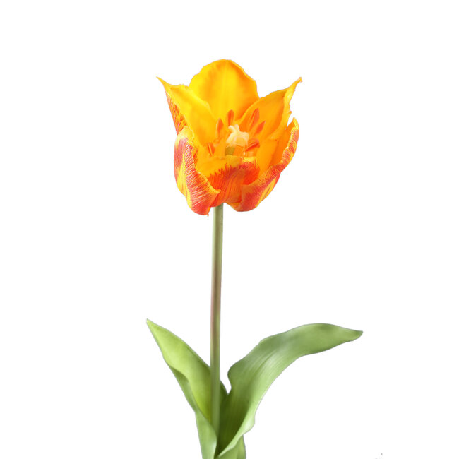 Tulip Flower Orange yellow tulip with leaves