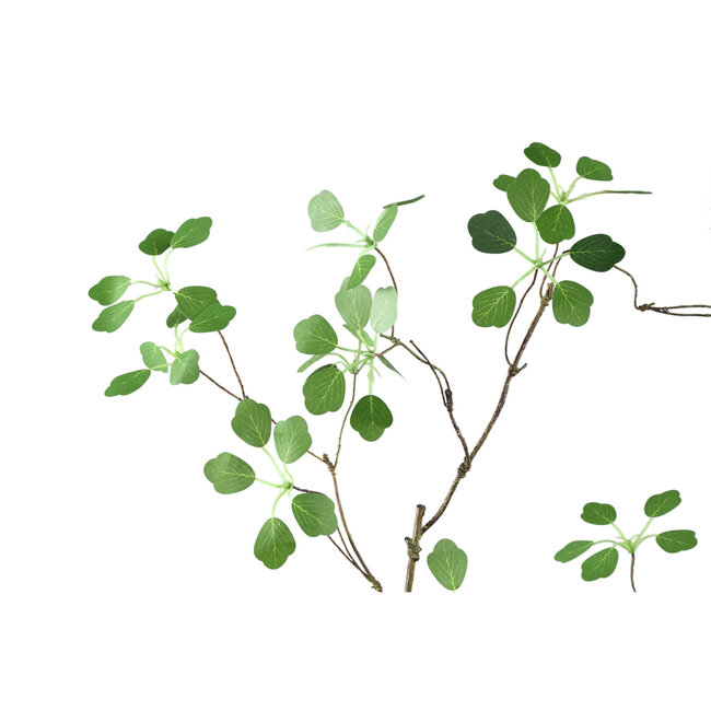 Leaves Plant Green enkianthus leaf spray