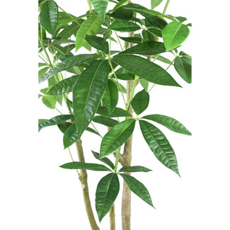 PTMD Tree Green money tree in black pot