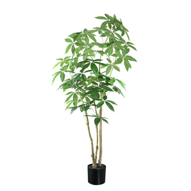 Tree Green money tree in black pot