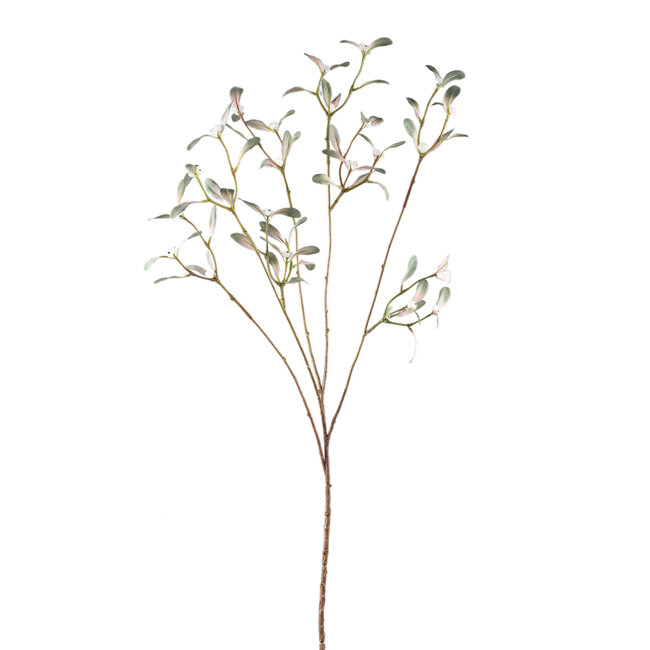 Leaves Plant green mistletoe spray