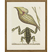 Ablo Blommaert kader Frog 45X55 cm