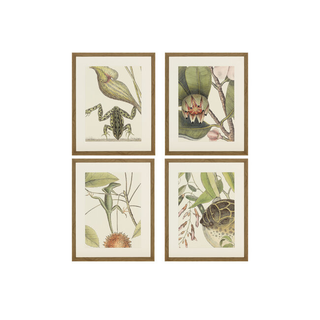 kader Frog 45X55 cm
