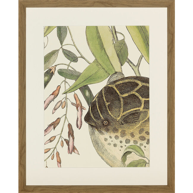 kader fish  45x55 cm