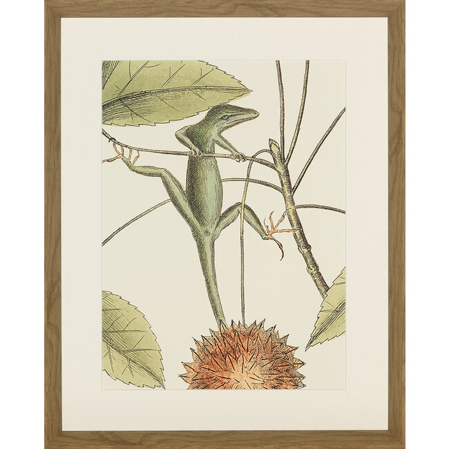 kader lizard 45x55 cm