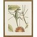 Ablo Blommaert kader lizard 45x55 cm