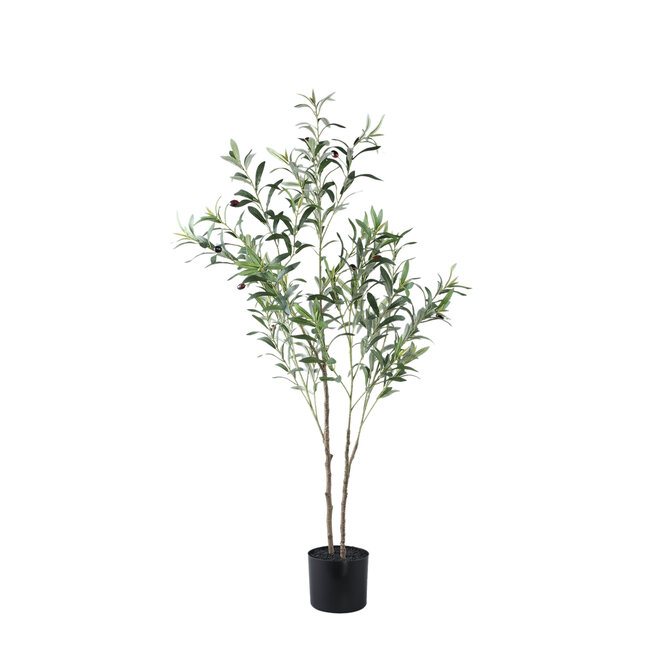 Tree green olive tree in pot s