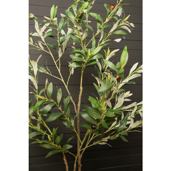 Tree green olive tree in pot s