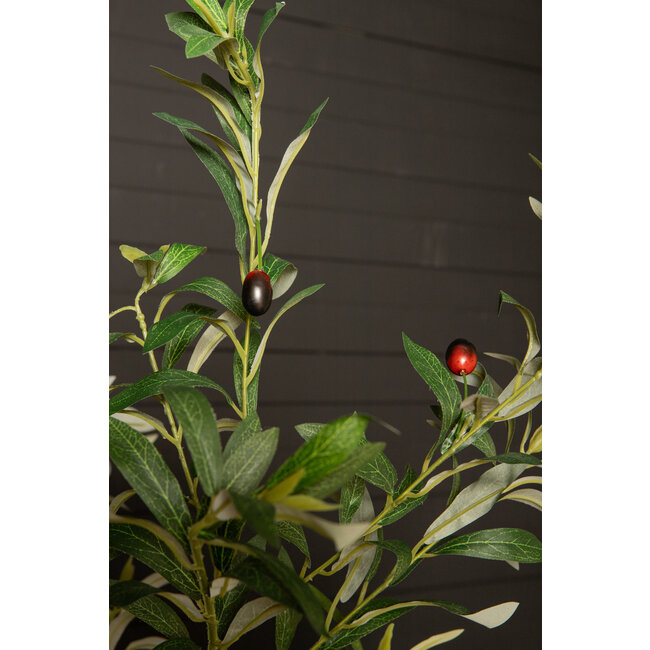 Tree green olive tree in pot s