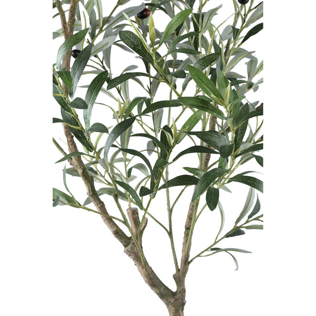 Tree  green olive tree in pot L
