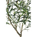 PTMD Tree  green olive tree in pot L
