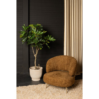 PTMD tree green fig tree in pot l