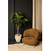 PTMD tree green fig tree in pot l
