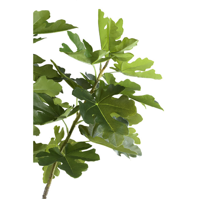 tree green fig tree in pot l