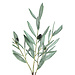 PTMD Leaves plant green olive spray