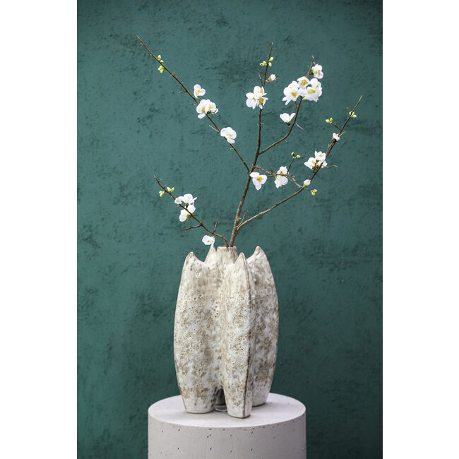 Blossom flower white cherry blossom s