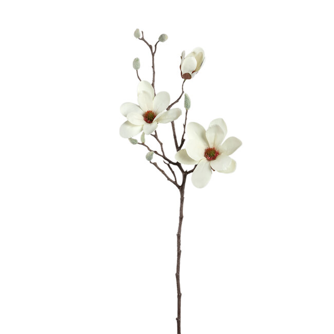 Magnolia flower white spray with bud