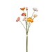 PTMD Poppy flower orange and creal bundle with buds