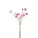 PTMD Poppy flo